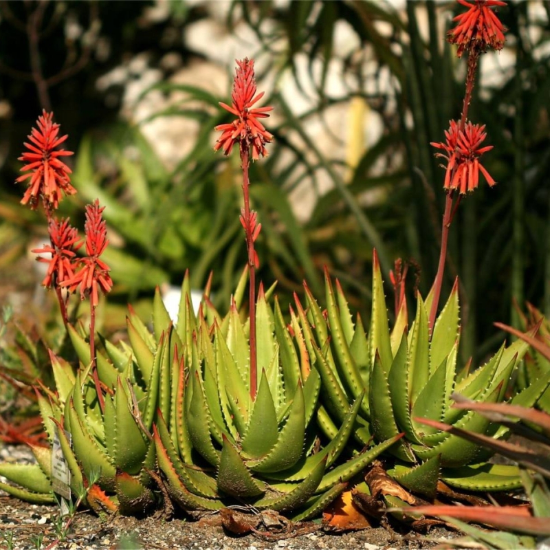 Aloe bussei